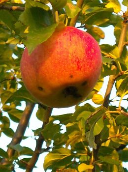 Apfel am Baum